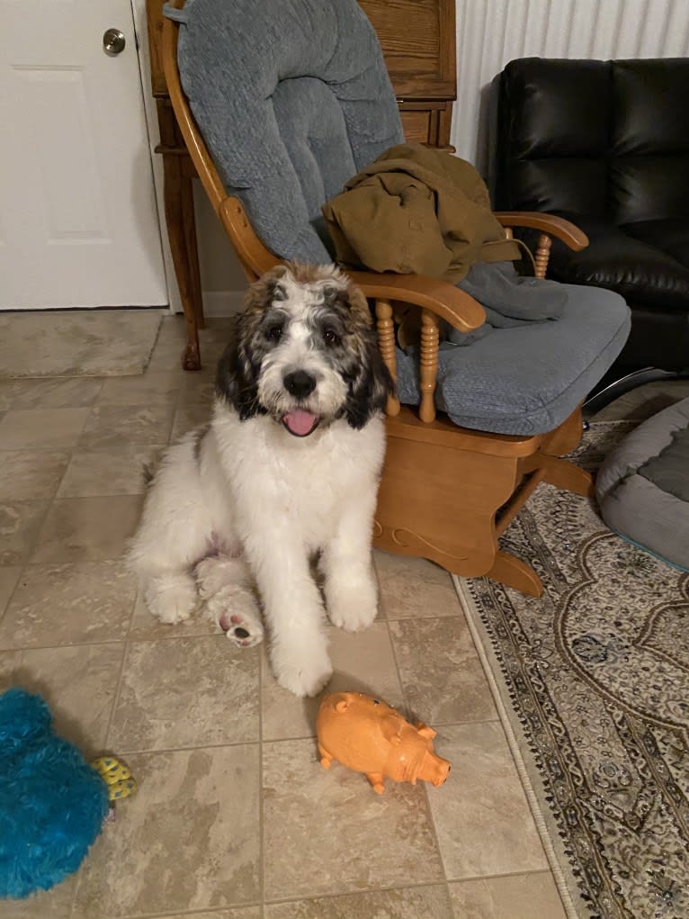 Moose, a St. Berdoodle tested with EmbarkVet.com