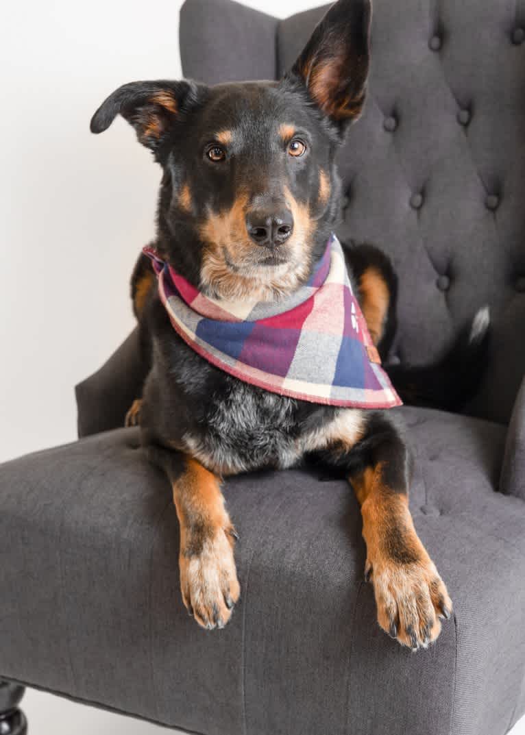 Buster, an Australian Cattle Dog and American Eskimo Dog mix tested with EmbarkVet.com