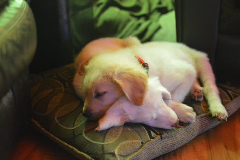 casper, a Great Pyrenees and Labrador Retriever mix tested with EmbarkVet.com