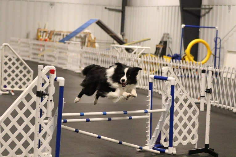 Bohdi, a Border Collie tested with EmbarkVet.com