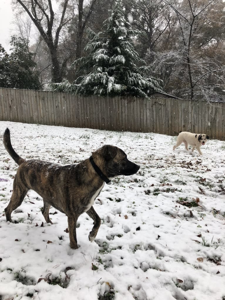 Luka, a Staffordshire Terrier and German Shepherd Dog mix tested with EmbarkVet.com