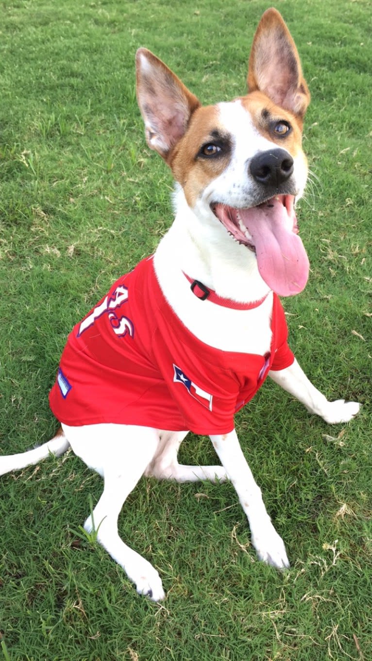 Arty, a Whippet and Australian Cattle Dog mix tested with EmbarkVet.com