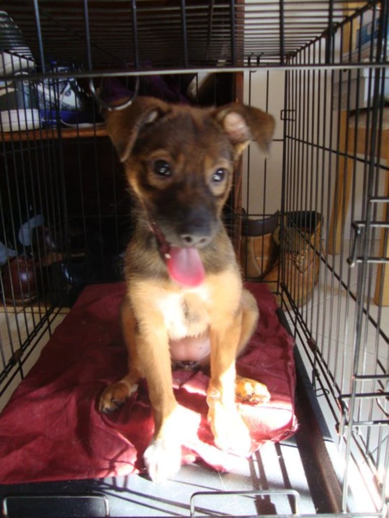 Lady, an European Village Dog and Alaskan Malamute mix tested with EmbarkVet.com