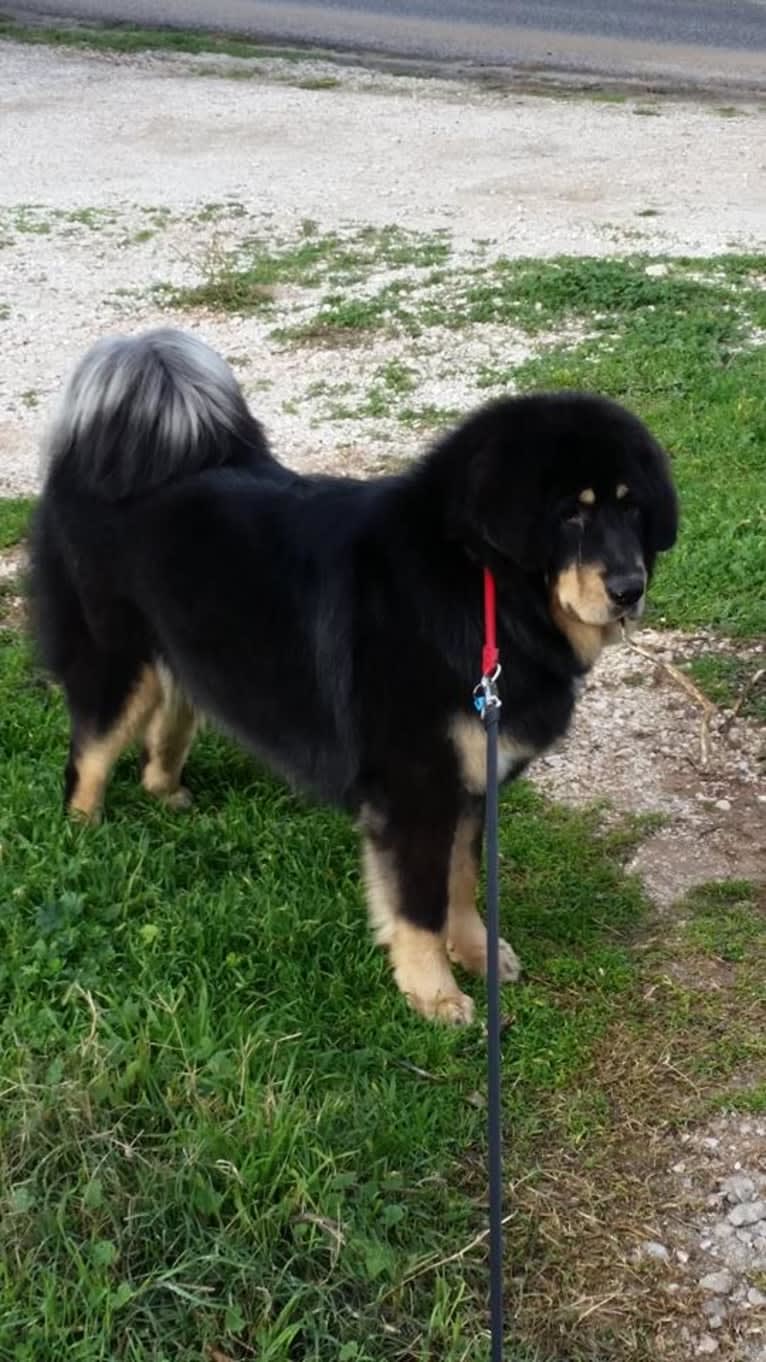 BAGIRA, a Tibetan Mastiff tested with EmbarkVet.com