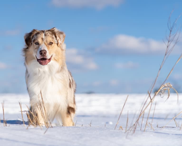 Neville, an Australian Shepherd tested with EmbarkVet.com