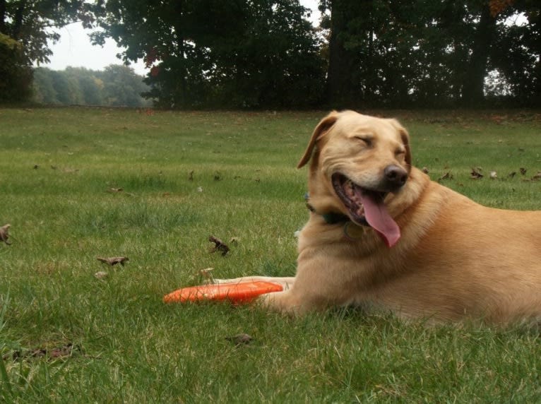 Sadie, a Labrador Retriever and American Bulldog mix tested with EmbarkVet.com