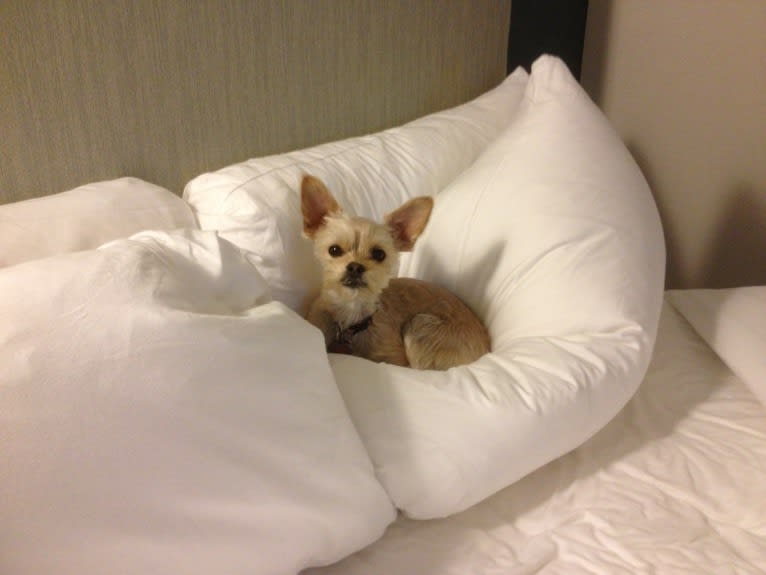 River, a Chorkie tested with EmbarkVet.com