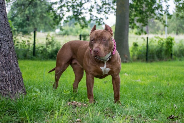 BSB/IBB’s Fendi Rome, an American Bully tested with EmbarkVet.com