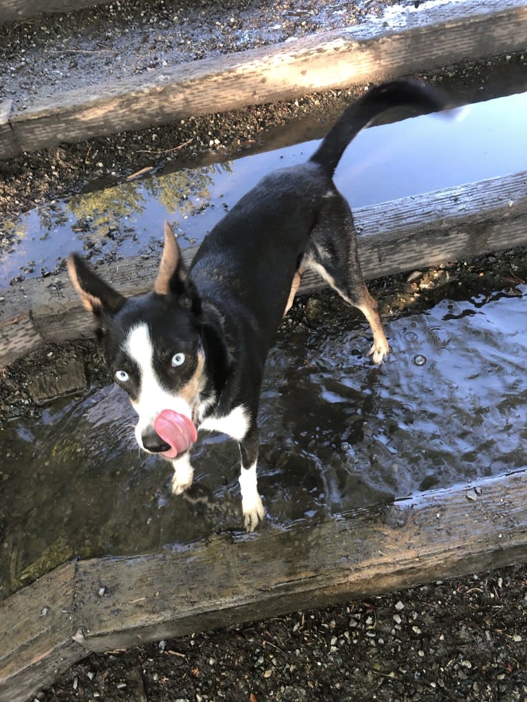 Nova, an Alaskan-type Husky tested with EmbarkVet.com