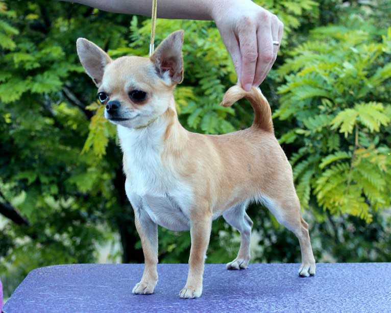 Everly, a Chihuahua tested with EmbarkVet.com