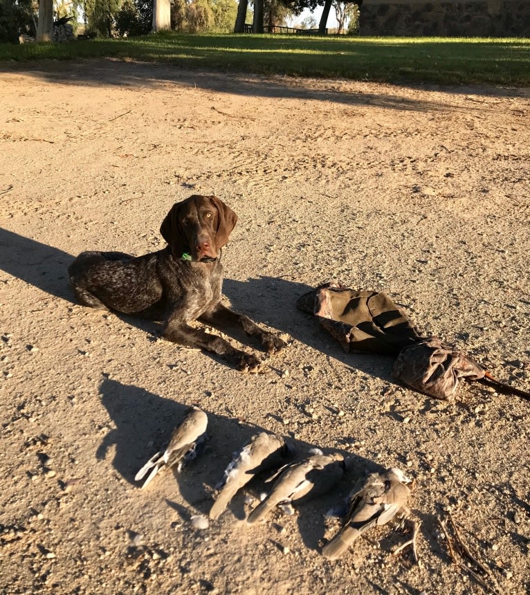 Otto, a German Shorthaired Pointer tested with EmbarkVet.com