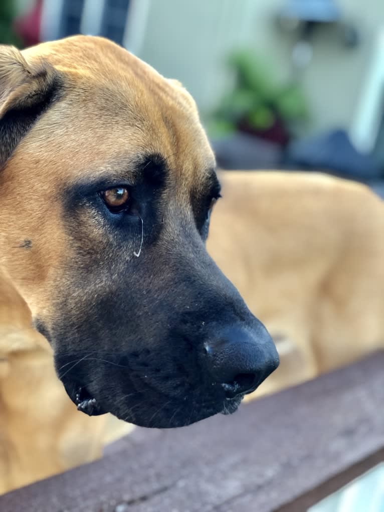 Whiskey, an Irish Wolfhound and Cane Corso mix tested with EmbarkVet.com