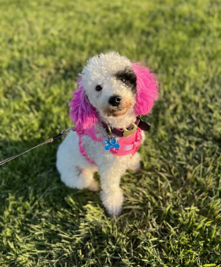 Dolly, a Poodle tested with EmbarkVet.com