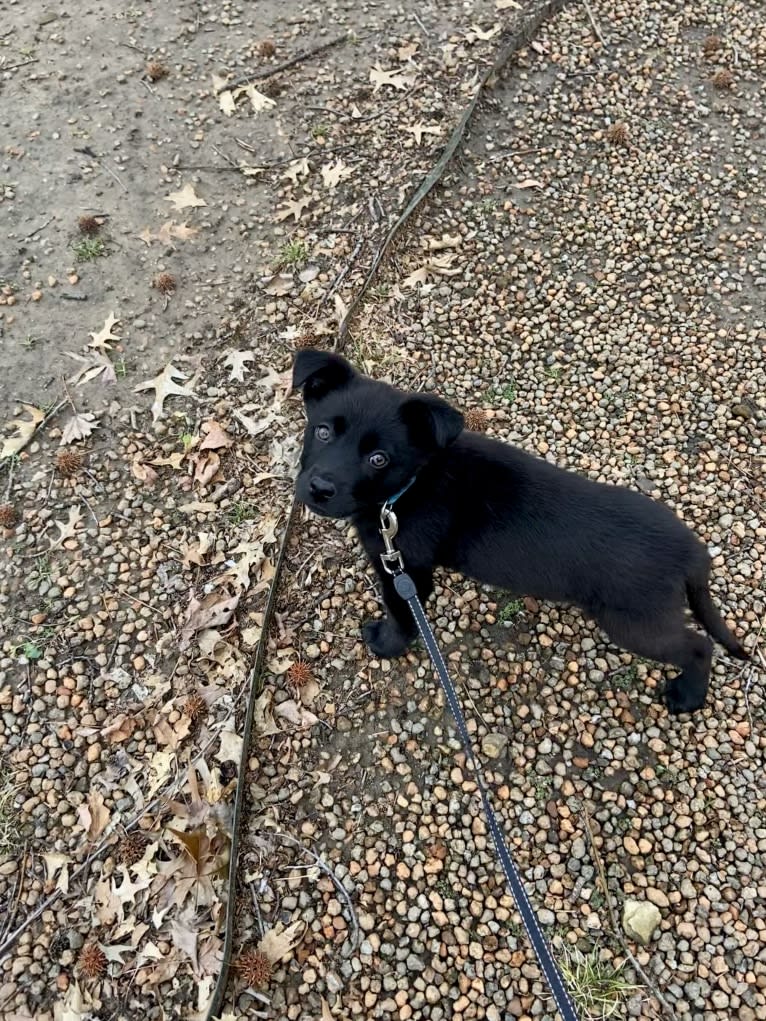 Saint, a Labrador Retriever and German Shepherd Dog mix tested with EmbarkVet.com