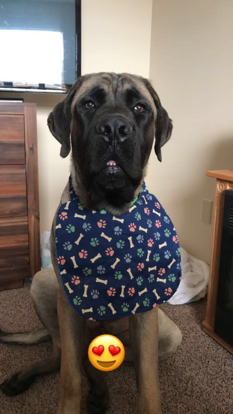 Kosar, a Mastiff tested with EmbarkVet.com