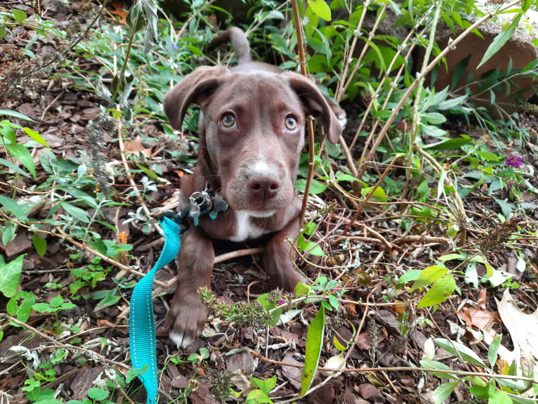 Valkyrie, a Golden Retriever and Labrador Retriever mix tested with EmbarkVet.com