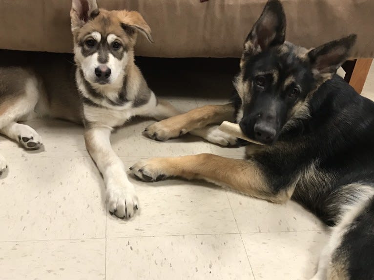 Mattis, a German Shepherd Dog and Alaskan Malamute mix tested with EmbarkVet.com