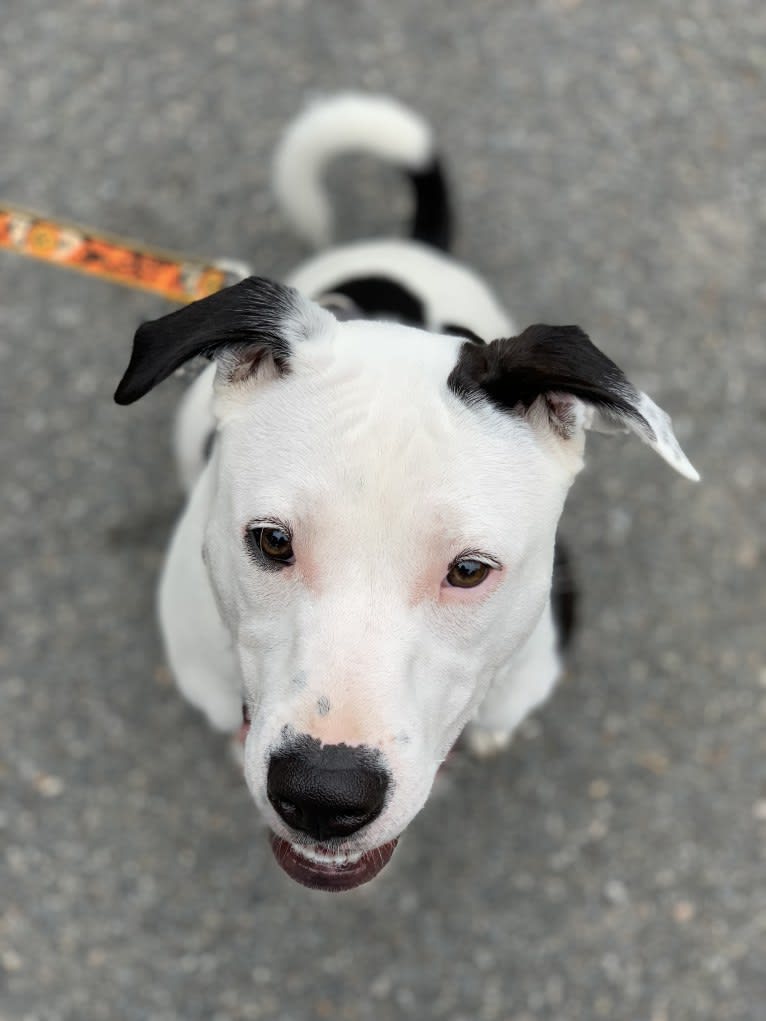 Kai, an American Pit Bull Terrier and American Staffordshire Terrier mix tested with EmbarkVet.com