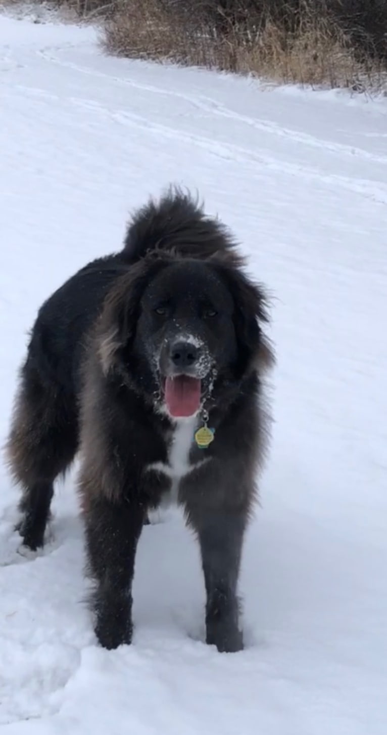 Kodie, a Great Pyrenees and Brittany mix tested with EmbarkVet.com