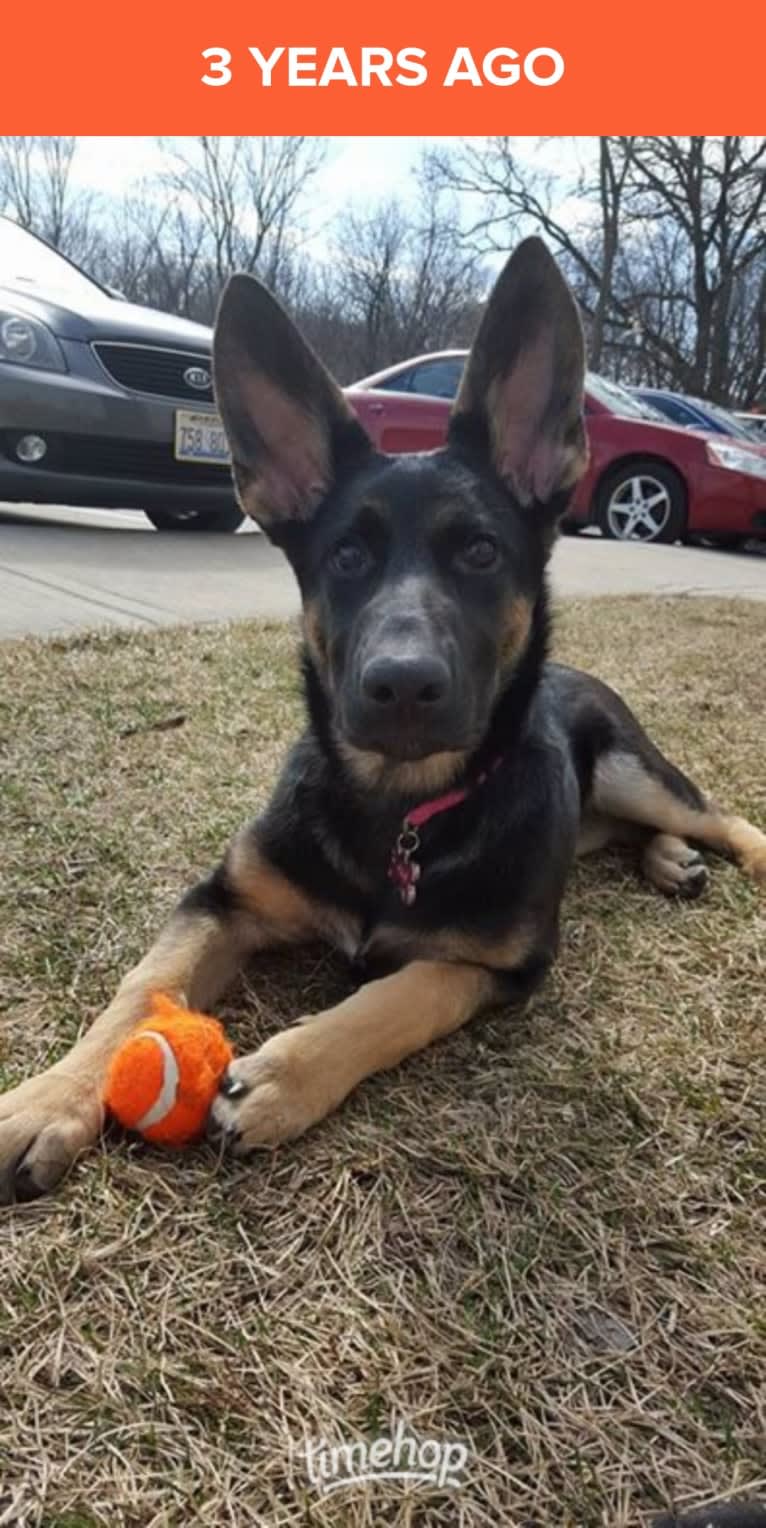 Ava Lynch, a German Shepherd Dog tested with EmbarkVet.com