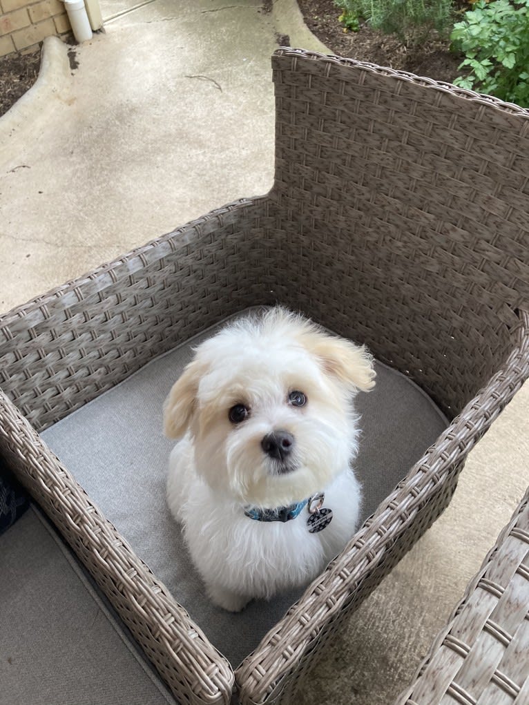 Murphy, a Maltese and Shih Tzu mix tested with EmbarkVet.com