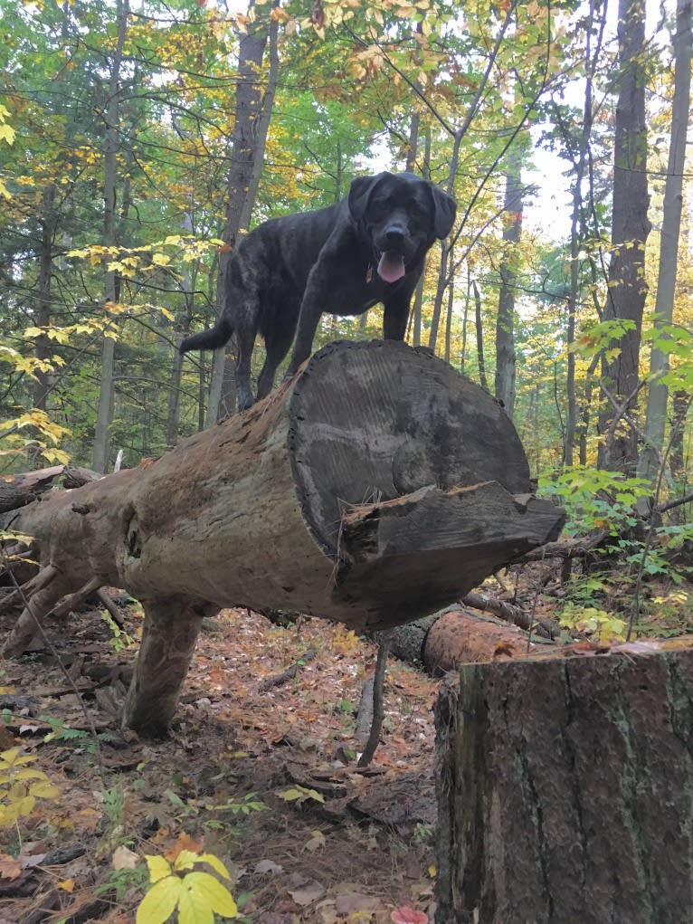 Ula, a Labrador Retriever and Saint Bernard mix tested with EmbarkVet.com