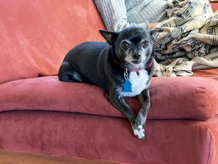 Tango, a Chihuahua tested with EmbarkVet.com