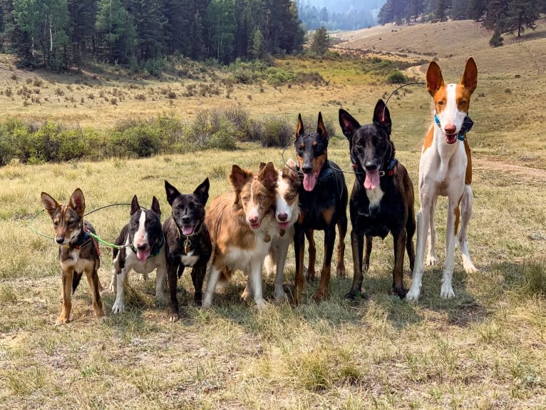 Cilantro, a Border Collie and Coyote mix tested with EmbarkVet.com