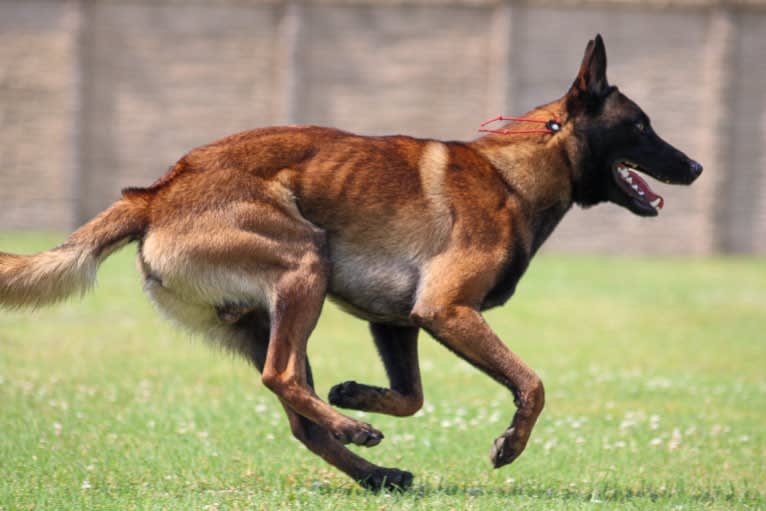 KHs Taking What’s Ours With Fire and Blood “Drogon” TKE RATN, a Belgian Shepherd tested with EmbarkVet.com