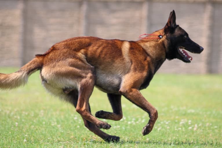 KHs Taking What’s Ours With Fire and Blood “Drogon” TKE RATN, a Belgian Shepherd tested with EmbarkVet.com