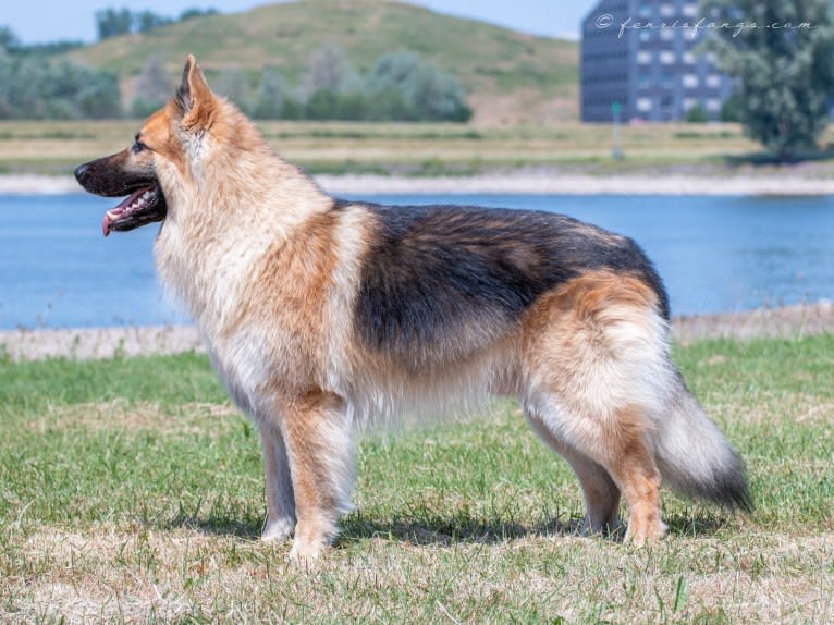 IROH, a German Shepherd Dog tested with EmbarkVet.com