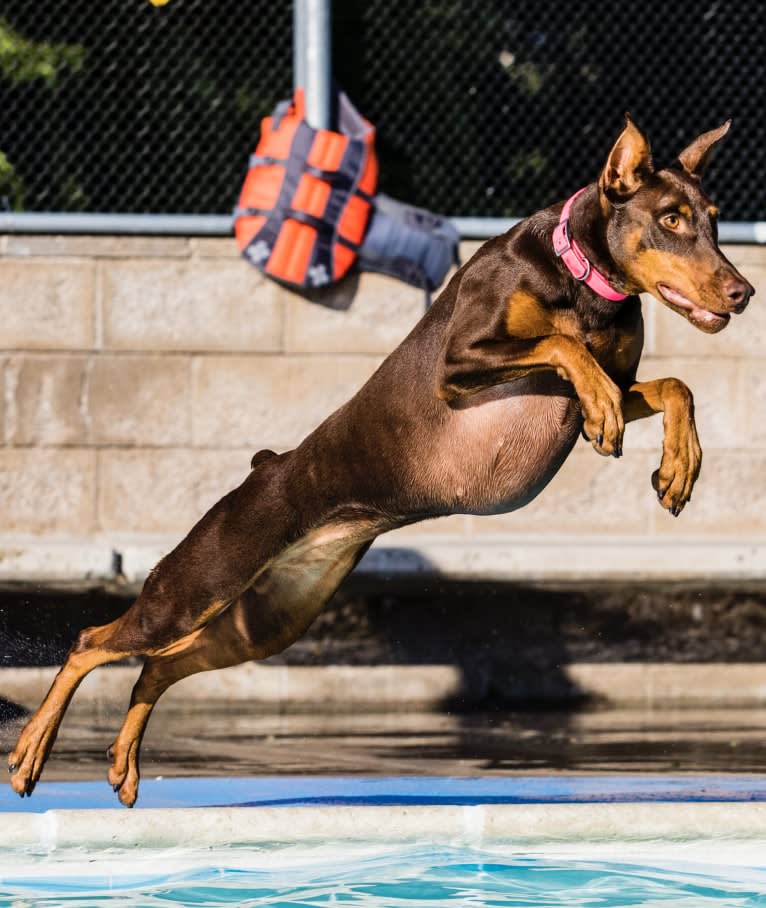 Luna, a Doberman Pinscher tested with EmbarkVet.com