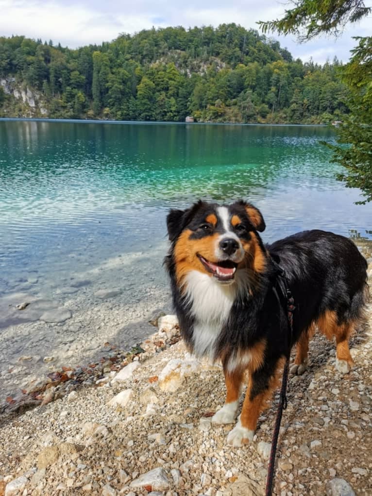 Nuka, an Australian Shepherd tested with EmbarkVet.com