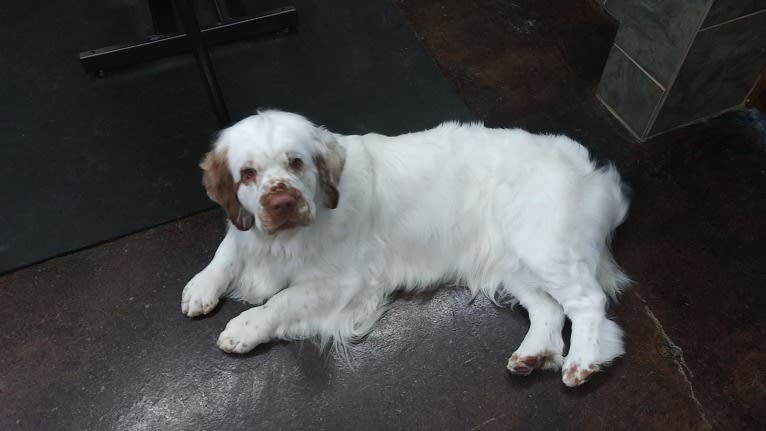 Rhaenyra, a Clumber Spaniel tested with EmbarkVet.com