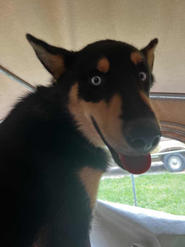 Chevy, a Siberian Husky and Collie mix tested with EmbarkVet.com