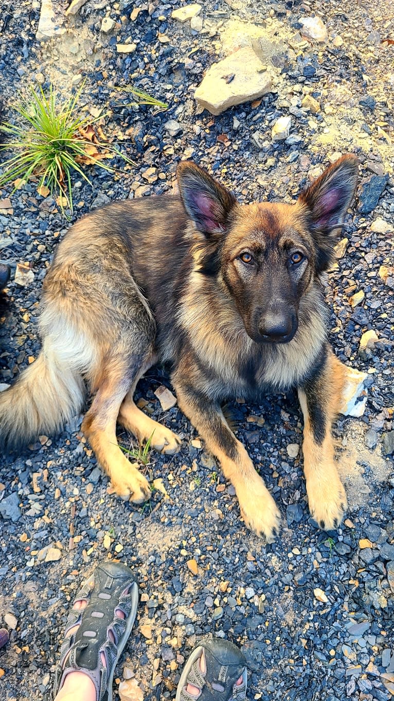 Veruca Salt, a German Shepherd Dog tested with EmbarkVet.com