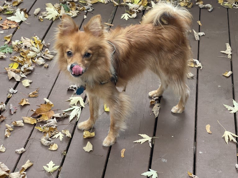 Biggie Smalls, a Pomeranian and Chihuahua mix tested with EmbarkVet.com