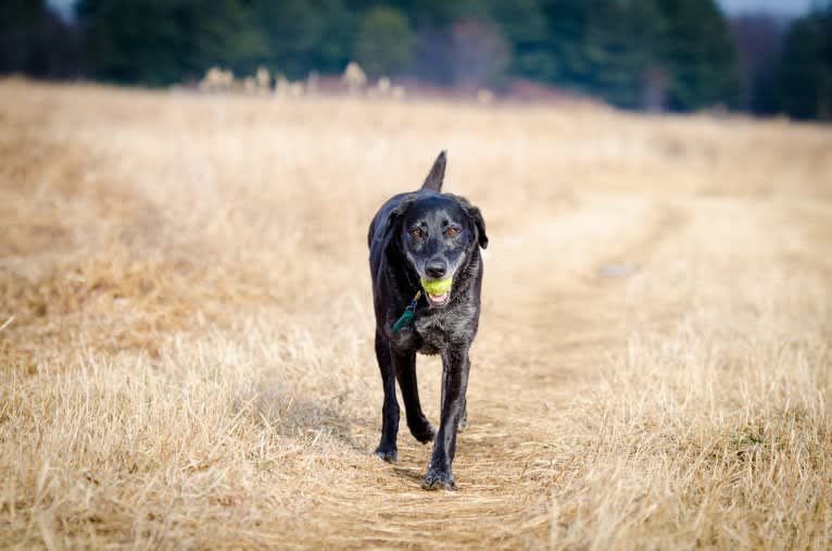 Schimpf's Addicted to the Game ("Addie"), a Labrador Retriever and German Shepherd Dog mix tested with EmbarkVet.com