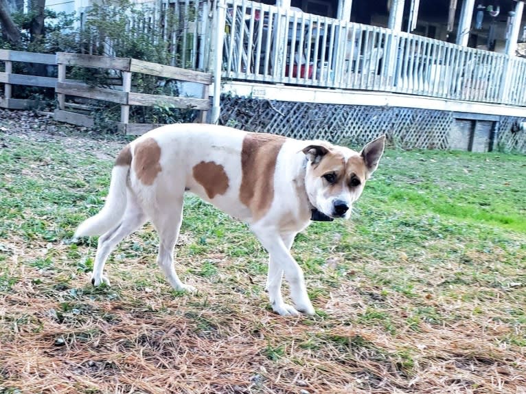 Akatsuki, an Alaskan Malamute and American Pit Bull Terrier mix tested with EmbarkVet.com