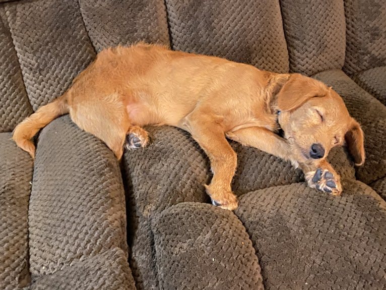 Buddy, a Poodle (Small) and Shiba Inu mix tested with EmbarkVet.com