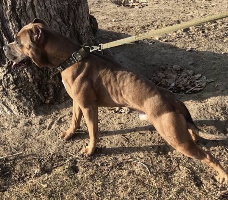 Storm King, an American Bully tested with EmbarkVet.com