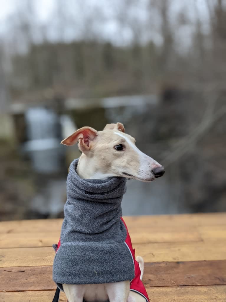 Archie, a Greyhound and Whippet mix tested with EmbarkVet.com