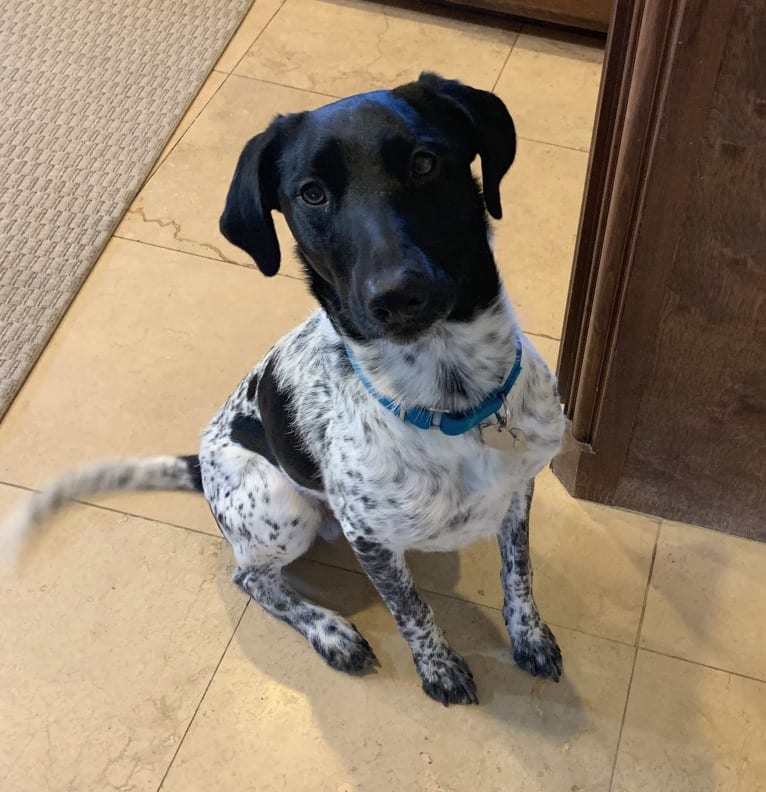 Huey, a German Shorthaired Pointer and Border Collie mix tested with EmbarkVet.com