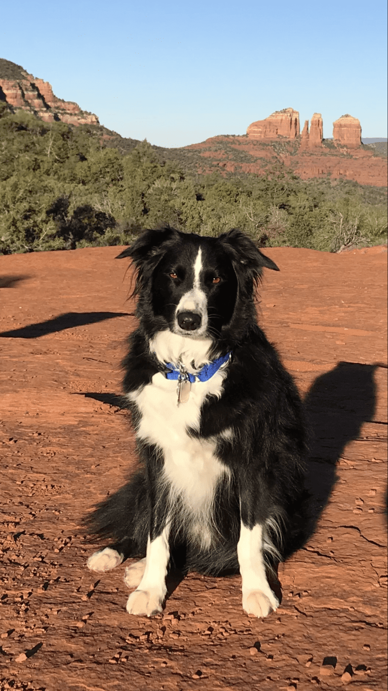 Tripp, an Australian Shepherd tested with EmbarkVet.com