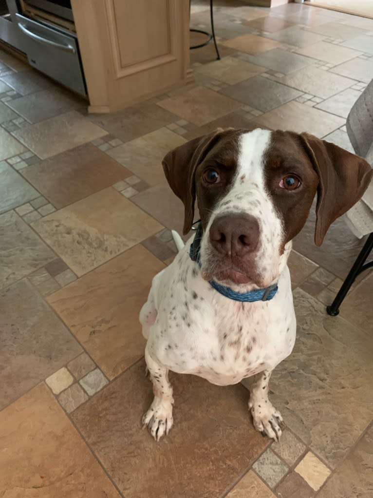 AJ, a Pointer tested with EmbarkVet.com