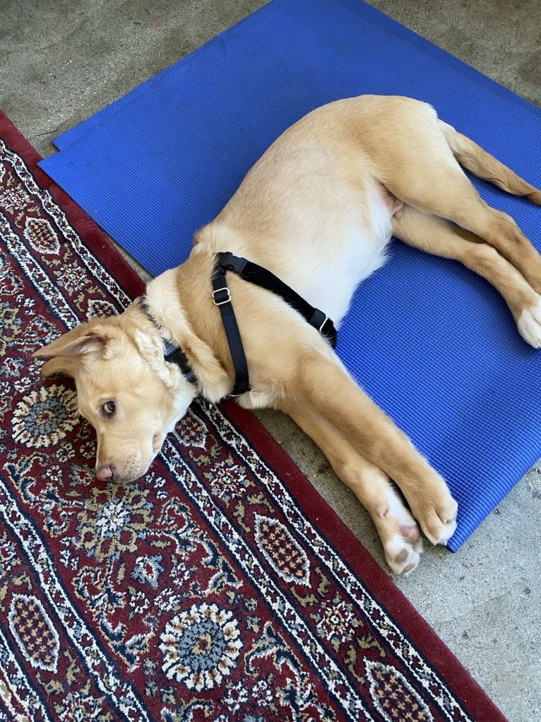 Hans, an American Pit Bull Terrier and Australian Cattle Dog mix tested with EmbarkVet.com