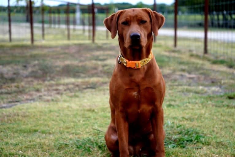 Lava, a Labrador Retriever tested with EmbarkVet.com