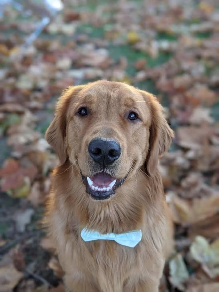 Pierre-luc, a Golden Retriever tested with EmbarkVet.com