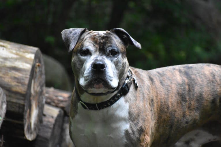 Jackson, an American Pit Bull Terrier and Bulldog mix tested with EmbarkVet.com