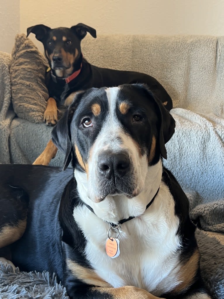 Jojo, a Greater Swiss Mountain Dog tested with EmbarkVet.com